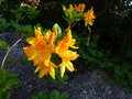 vignette Rhododendron Lingot d'or parfum au 28 04 13
