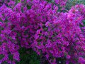 vignette Azalea japonica petites fleurs mauves au 28 04 13