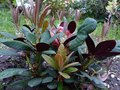 vignette Rhododendron hybride de Neriiflorum en pousse au 28 04 13