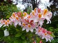 vignette Rhododendron Delicatissimum parfum autre vue au 17 05 13