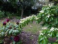 vignette Cornus Norman Hadden et Rhododendron Franck Galsworthy qui commencent au 17 05 13