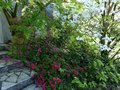 vignette Azaleas grandes fleurs escalier nord du jardin au 10 05 13