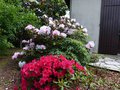 vignette Azalea japonica grandes fleurs rouges bien accompagne au 10 05 13