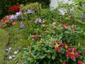 vignette Rhododendrons en fleurs au nord du jardin au 10 05 13