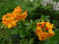 vignette Rhododendron Annabella parfum au 10 05 13