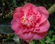 vignette ' R.L WEELER ' camellia japonica