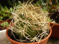 vignette Astrophytum capricorne crassispinoides - 20 5 2013