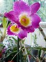 vignette refloraison Dendrobium starclass lilac