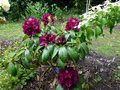 vignette Rhododendron Franck Galsworty au 20 05 13