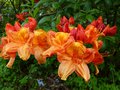 vignette Rhododendron Glowing Embers autre gros plan parfum au 20 05 13