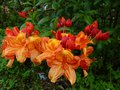 vignette Rhododendron Glowing Embers gros plan parfum au 20 05 13