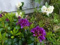 vignette Rhododendron Azurro premires fleurs au 20 05 13