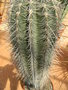 vignette Carnegia gigantea (Saguaro)