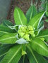 vignette Euphorbia stygiana (inflo)