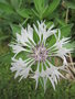 vignette Centaurea montana 'alba'