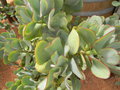 vignette Crassula  'Blue Bird'