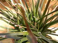 vignette Aloe x 'Grassy Lassie'