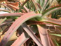 vignette Aloe x 'Fire Ranch'