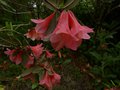 vignette Rhododendron cinnabarinum Revlon au 23 05 13