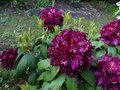 vignette Rhododendron Franck Galsworthy au 23 05 13