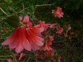 vignette Rhododendron cinnabarinum Revlon au 22 05 13