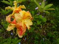 vignette Rhododendron Boutidouble parfum au 22 05 13