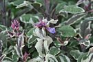 vignette Sauge - Salvia officinalis 'Tricolor'