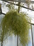 vignette Rhipsalis capilliformis