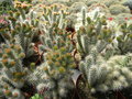 vignette Cylindropuntia spinacior