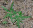 vignette Chamaebatiaria millefolium / Rosaces /Californie