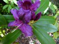 vignette Rhododendron Purple splendour gros plan au 20 05 13