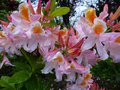 vignette Rhododendron Delicatissimum parfum au 19 05 13