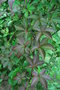 vignette Parthenocissus henryana