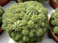 vignette Suzanna Euphorbia suzannae mariannae