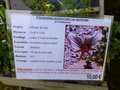 vignette Pelargonium praemorsum ssp speciosum