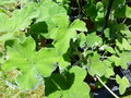 vignette Pelargonium tomentosum - Pelargonium 