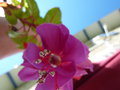 vignette fuchsia tropicale double fleur