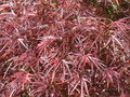 vignette Acer p. Red Pygmy, mon jardin