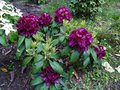 vignette Rhododendron Franck Galsworthy magnifiquement parfum au 26 05 13