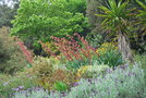 vignette Beschorneria yuccoides   (Jardin du Kestellic, Plouguiel, Côtes d'Armor, Bretagne)