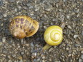 vignette Helix aspersa - Escargot Petit Gris et Escargot des haies