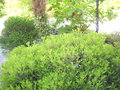 vignette Pittosporum Tobira Nana,Cryptomeria japonica Globosa Nana,Hydrangea Quercyfolia