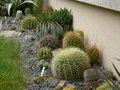 vignette Cactus, mon jardin