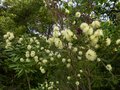 vignette Melaleuca Ericifolia parfumée au 28 04 13