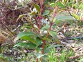 vignette Eugenia Grandiflora (Syzygium paniculatum) au 12 03 11