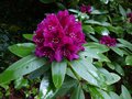 vignette Rhododendron Polar Nacht gros plan au 30 05 13