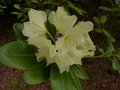 vignette Rhododendron Wardii golden star gros plan au 30 05 13