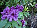 vignette Rhododendron Purple splendour au 30 05 13