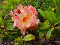 vignette Rhododendron Amber touch autre gros plan color au 30 05 1 3