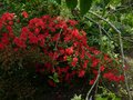 vignette Azalea japonica  grandes fleurs rouges au 28 05 13